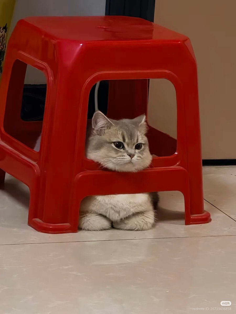 nocontextscats's tweet image. Parking car