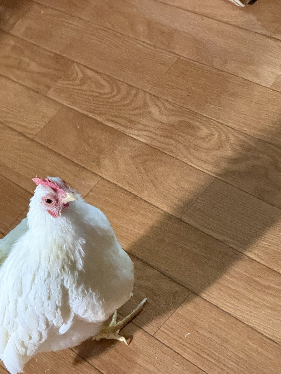 鳥を自慢するアカウント (@675tori) / Posts / X