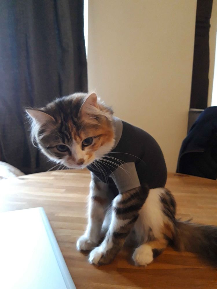 Valmuh / Final tweet media