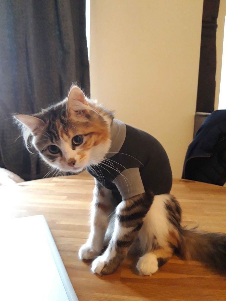 Valmuh / Final tweet media