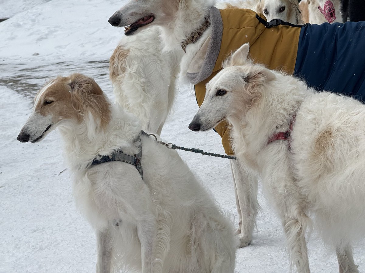 サクサラ (@sakurabolu) on Twitter photo 