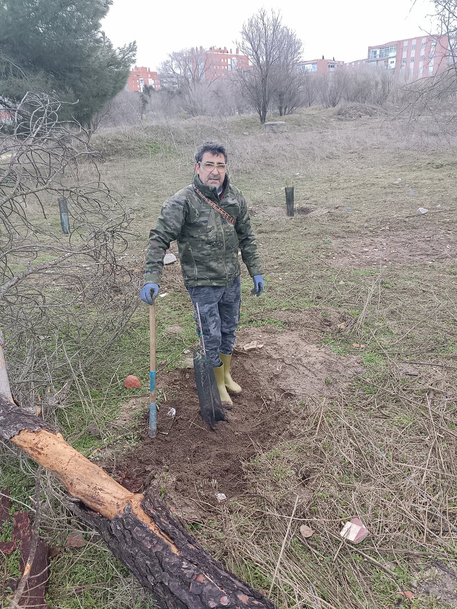 El sábado 7 de febrero estuvimos realizando una de las últimas reforestaciones de la temporada, sembramos bellotas de encina y alcornoque, las hemos terminado todas, y plantamos cornicabra, jara y cantueso en las laderas del Meaques, en la Ciudad de la Imagen. Esas laderas tienen