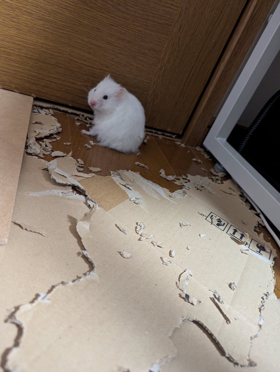 しろたん🐹
今日も解体のお仕事です(*´ч`*)
そして私もこれを片付ける……
共同作業のお仕事です(*´ч`*)
🐹「がんばろうね……！❤」