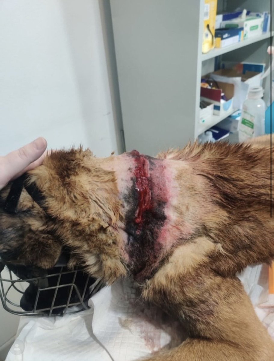 Vi ste najveća bruka i sramota Crne Gore! Neka svi vide kako drže i zlostavljaju životinje radnici <a href="/info_plantaze/">13.Jul Plantaže</a> 

Mene je sramota što sam ikad ušla u vaše restorane ili konzumirala neki vaš proizvod! Inače,  13. jul - Plantaže su jedno od najvećih preduzeća u našoj zemlji ‼️🤮