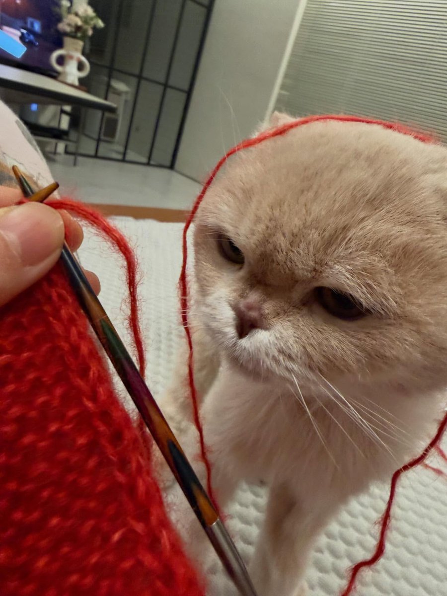 세상 귀여운 방해꾼💗