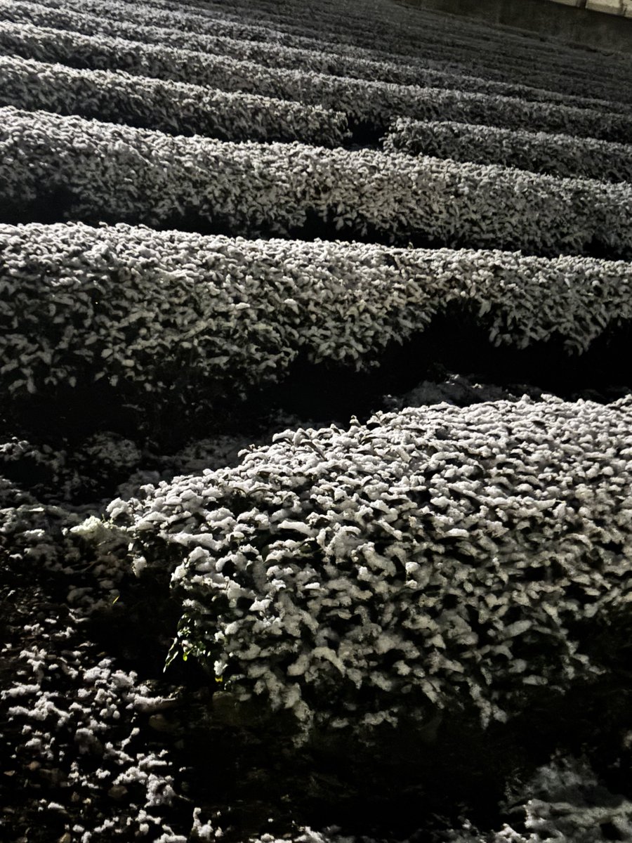 静岡のくせに雪積もってやがる☃️