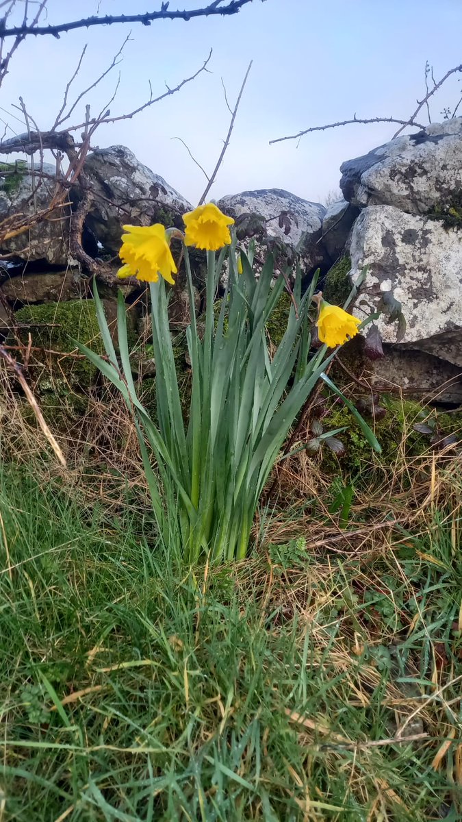 BDuffma's tweet image. #Clare #Burren #100daysofwalking 🟡🔵🖤🤍💚💛  ⚪️⚫️ after the rain... #Sunday