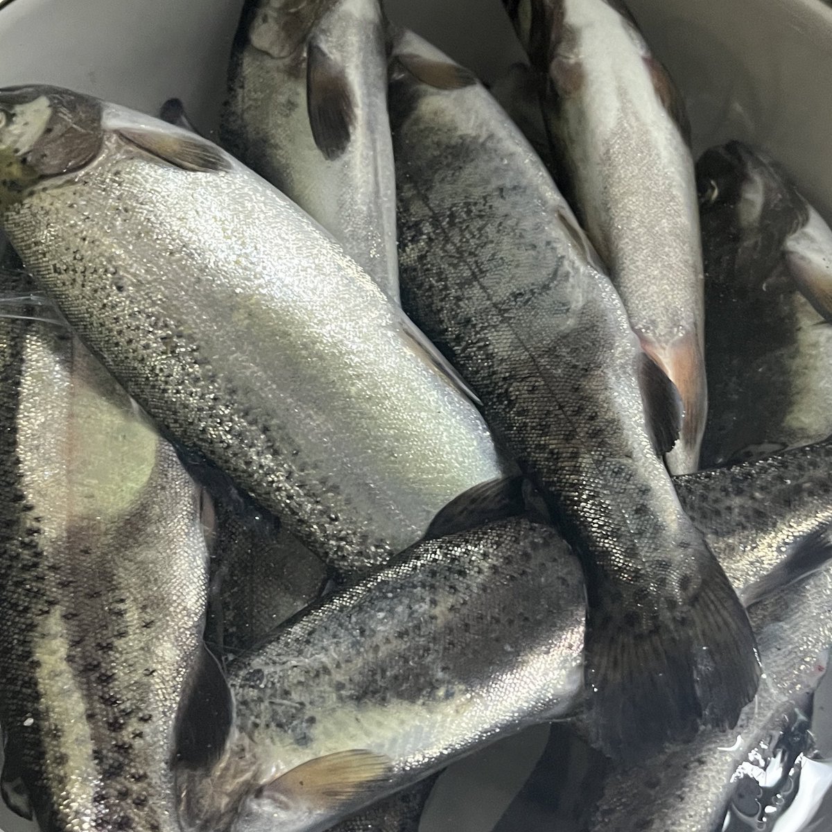 ただいまぁ‼️さむかったあ❄️
フィッシングショー楽しかった‼️

はじめて釣りした🎣
なんだかマスの卸業者になったきぶんだ‼️