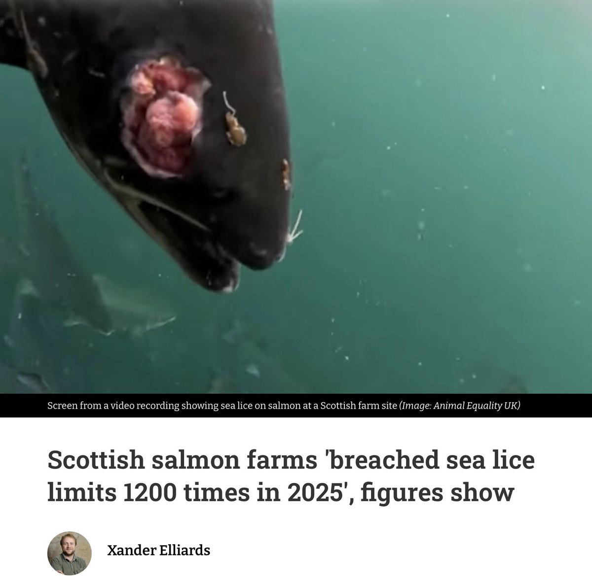 “Despite attempts to downplay concerns, evidence points to an industry out of control. From staggering death rates &amp; high #lice levels, to mass fish escapes &amp; animals being beaten to death, we are witnessing the true cost of this destructive industry &amp; it is totally unacceptable”