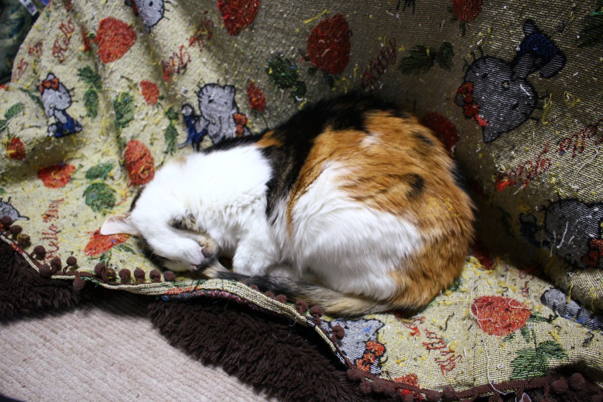 こたつの所に来て．．． また寝ました😄 🐱💤 #猫 #三毛猫