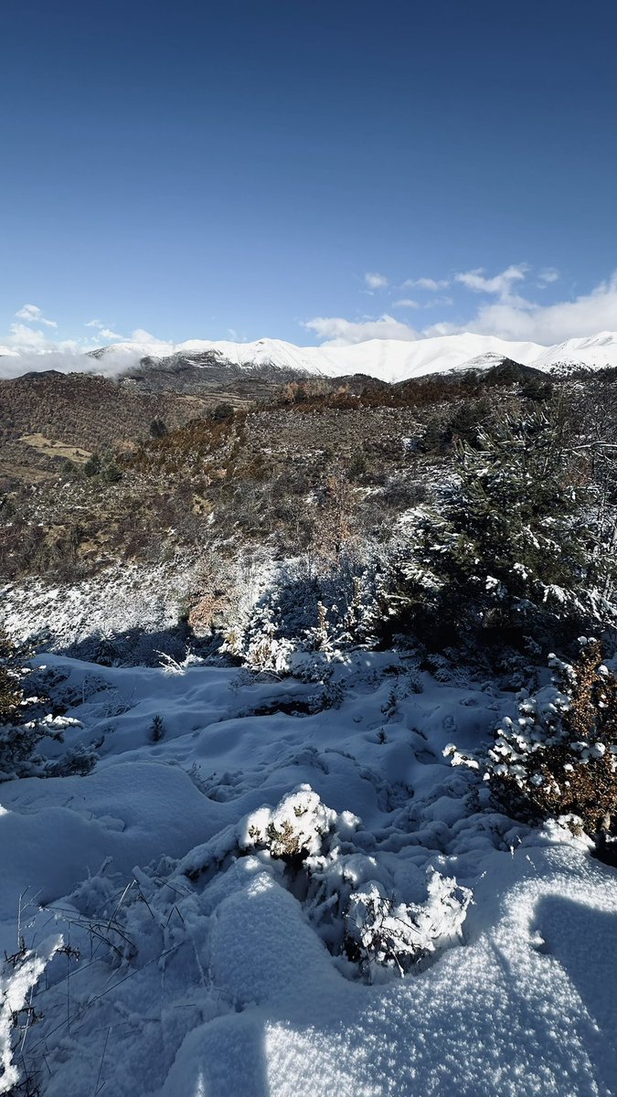 Espectacular día en el Pirineo Catalán, acompañando a la colla local de Pont de Suert (Lleida). Gran ambiente, un cazadero espectacular y siempre cazando seguros con <a href="/Mutuasport/">MUTUASPORT</a> #caza