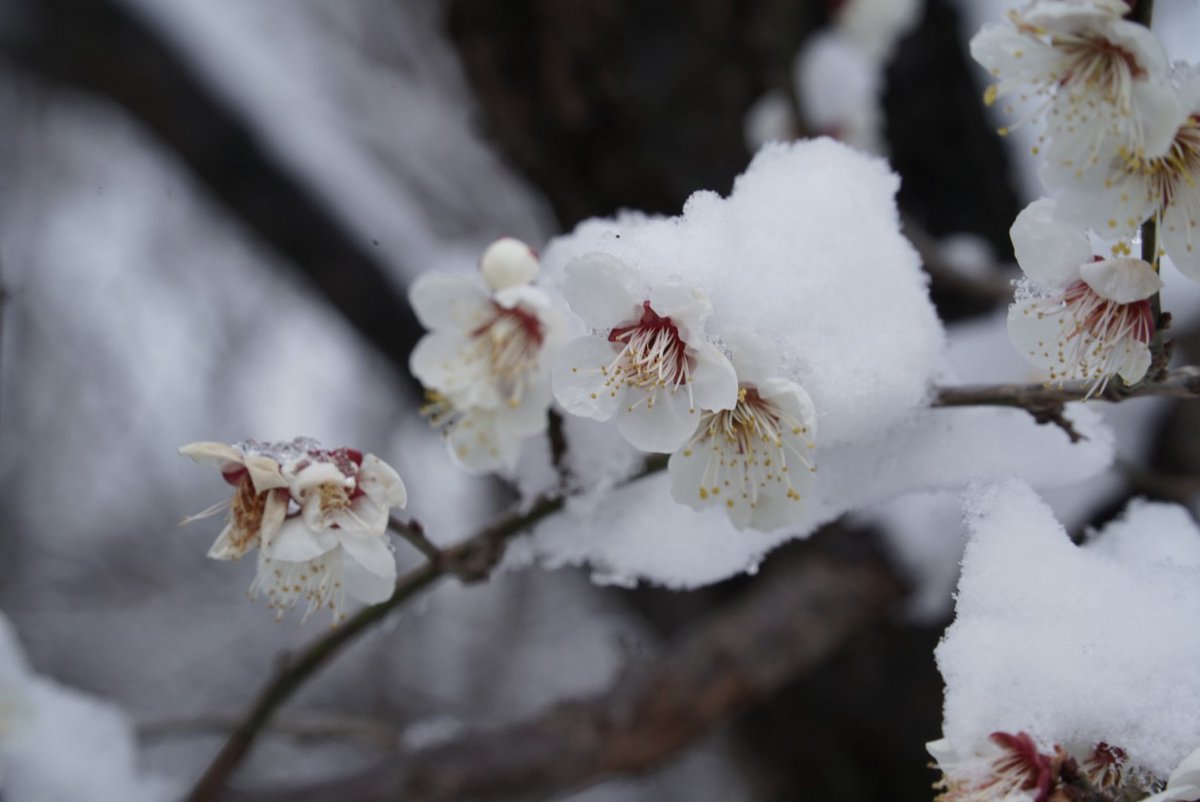 今日は寒かったけど、明日の朝は−５℃らしいよ。