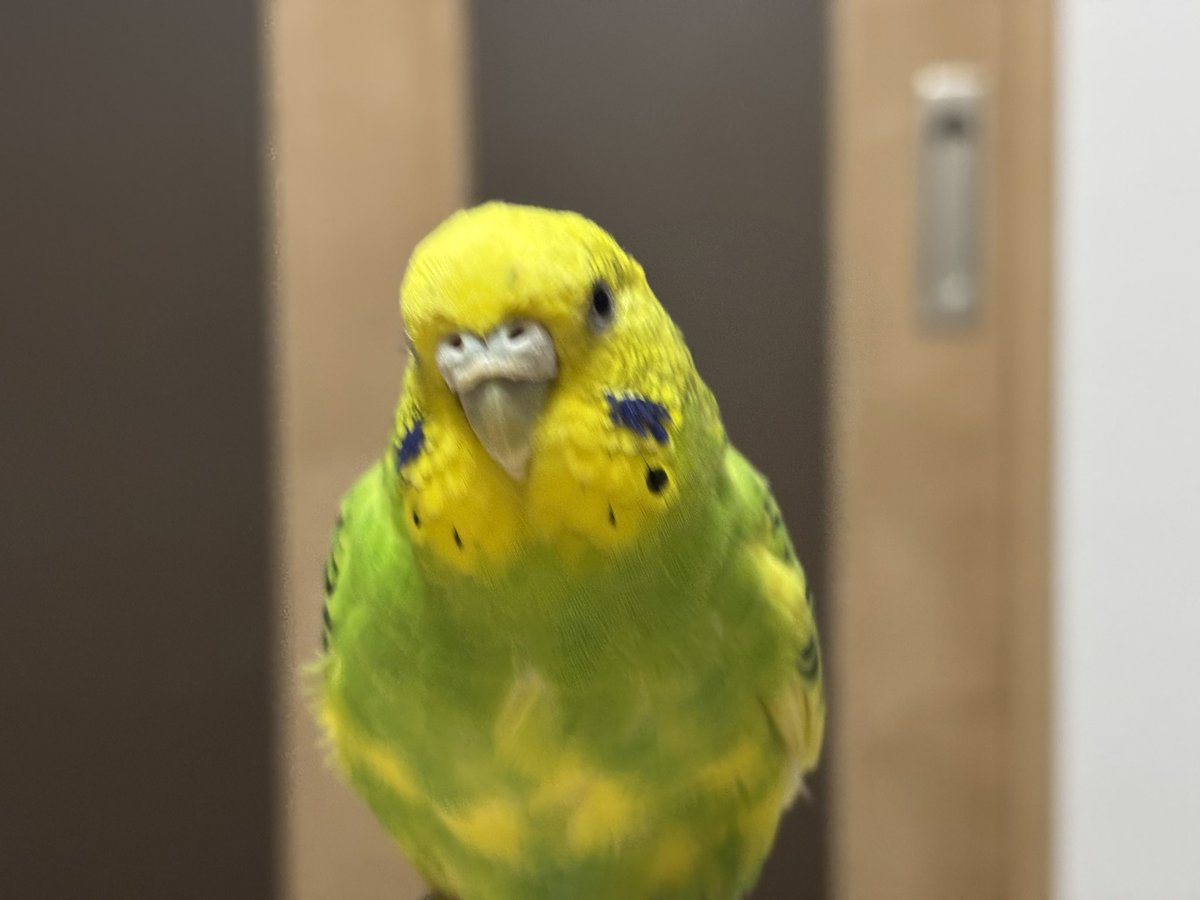 hawks9131's tweet photo. 2025年11月4日に
福岡県糟屋郡で保護されたセキセイインコ(黄緑系)

3ヶ月経過しましたが飼い主さんは現れませんでした。

警察署での手続きの上
我が家で大切に育てることにしました。

一昨年、同じように我が家へきた
セキセイインコ(ルチノー)と
「チームMAIGO」結成🤭

#幸せのセキセイズ https://t.co/AJ23SiJM62