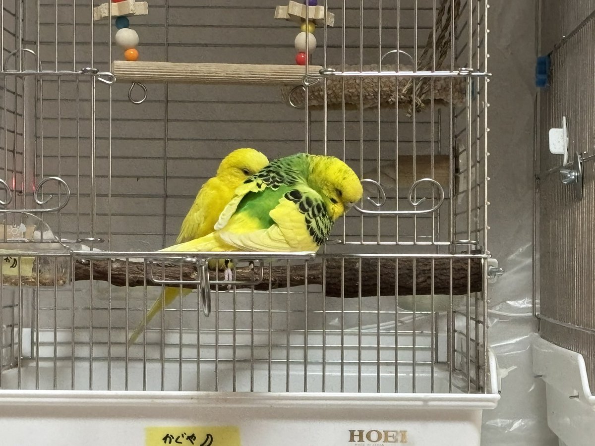 hawks9131's tweet photo. 2025年11月4日に
福岡県糟屋郡で保護されたセキセイインコ(黄緑系)

3ヶ月経過しましたが飼い主さんは現れませんでした。

警察署での手続きの上
我が家で大切に育てることにしました。

一昨年、同じように我が家へきた
セキセイインコ(ルチノー)と
「チームMAIGO」結成🤭

#幸せのセキセイズ https://t.co/AJ23SiJM62
