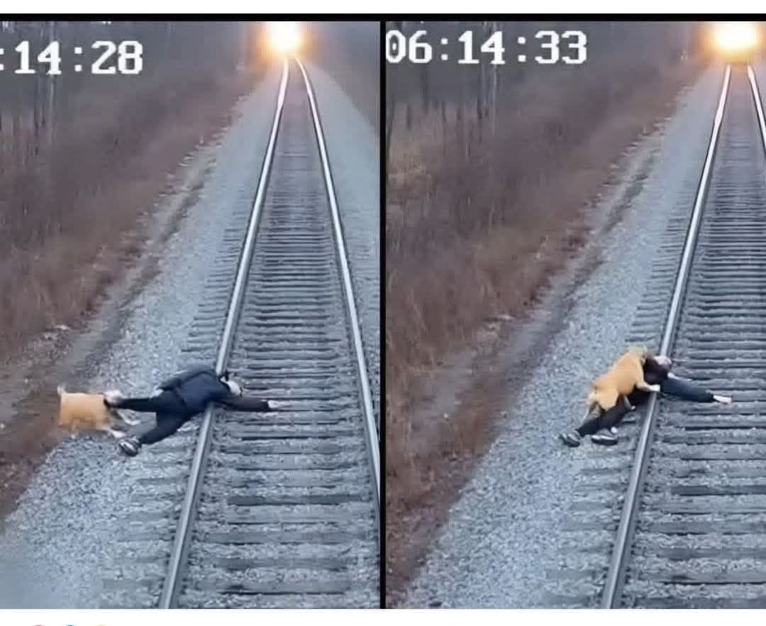 Bandral11's tweet photo. Bir koşucu ani bir kalp krizi geçirdi ve tren raylarına paralel giden patikada yere yığıldı. Bilinci yerinde değil, bir tren mesafeden yavaş yaklaşırken bir sete yuvarlandı ve rayların üzerine indi.
Demiryolu yakınlarında yaşayan başıboş bir pitbull adamın düştüğünü gördü. Daha sonra adı Hero olan köpek, bilinçsiz koşucuya koştu ve ceketini dişleriyle kaptı.
Hero 80 kiloluk adamı çaresizce raylardan uzaklaştırdı. Tüm gücünü kullanarak adamı parça parça raydan çıkardı. Güvenlik görüntüleri, tren kornasını çalıp yaklaştıkça Kahraman'ın tüm gücüyle gerildiğini gösteriyor.
Mümkün olan son saniyede Hero adamı raylardan çıkardı. Tren koşarak geçti. Daha sonra Hero adamın yanına uzandı, birkaç dakika sonra kendine gelinceye kadar yüzünü yaladı.
Koşucu, hastanede tedavi gördüğü sırada Hero'nun aylar önce terk edilmiş bir sokak köpeği olduğunu öğrendi. Köpeğin kendisine ikinci bir şans verdiğini söyleyerek Hero'yu hemen evlat edindi. 
Hayvan kontrol görevlileri Hero'nun eylemlerinin kasıtlı ve kahramanca olduğunu belirtti. Tamamen yabancı birini kurtarmak için trenin çarpmasını göze alan köpek, kendisini terk edenleri utandıran cesaret ve şefkat sergiledi.