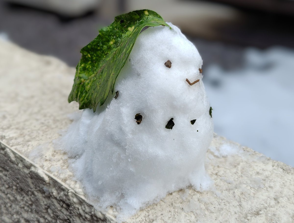 チコリータ作った