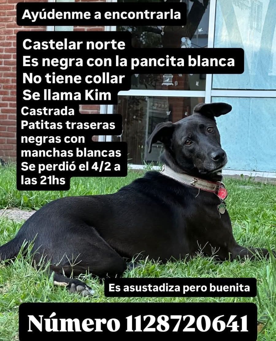 Perrita Kim. La buscan. Se perdió en Castelar Norte.