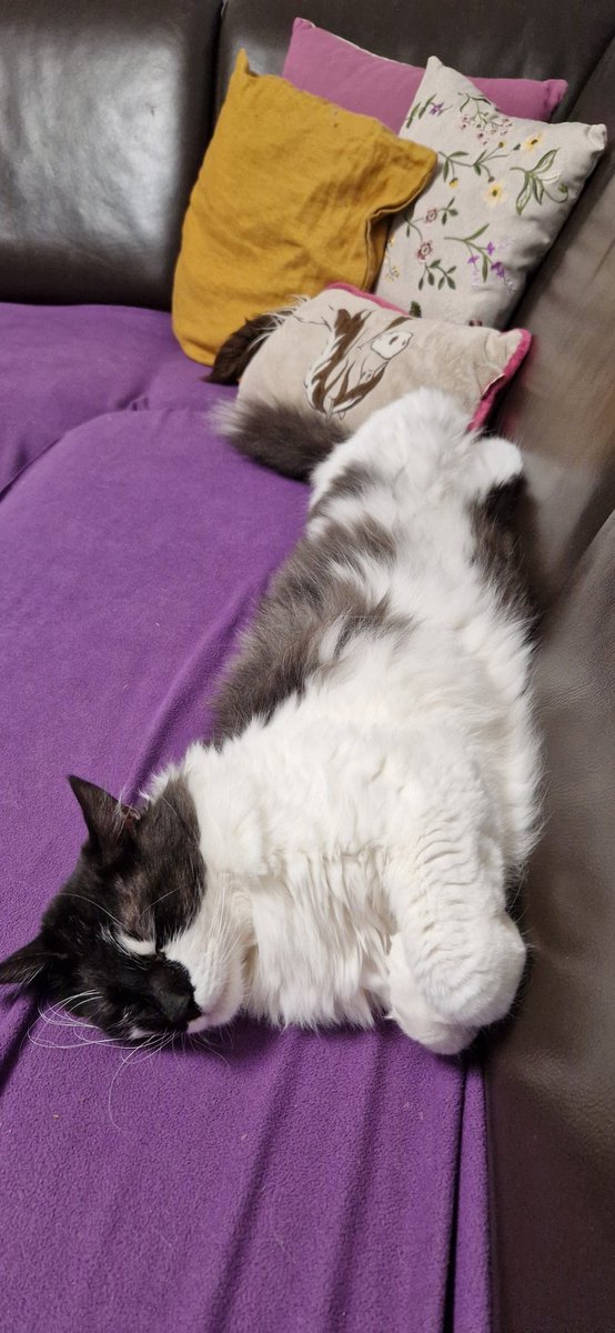 No cheating, post the last saved cat pic on your phone 😸