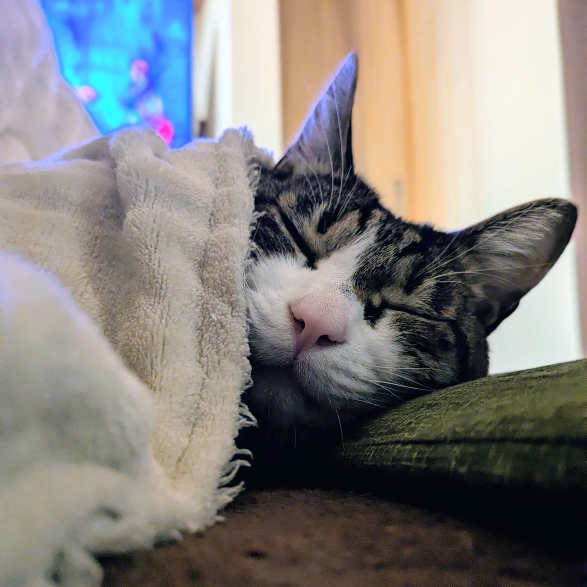 Post by Loco on X: #にゃんち曜日