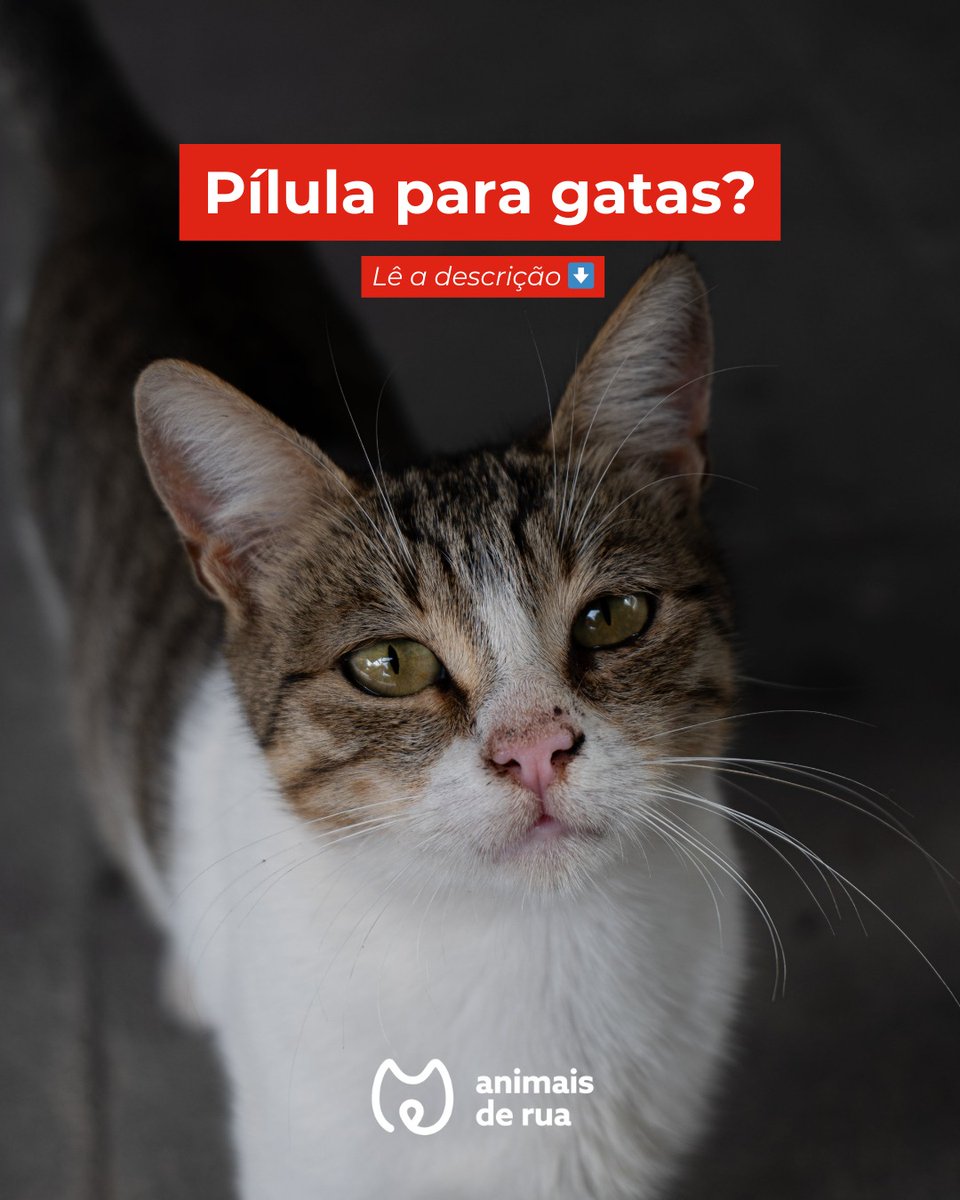 A única forma segura e responsável de prevenir ninhadas indesejadas é através da esterilização, que protege a saúde das gatas e evita a reprodução descontrolada.