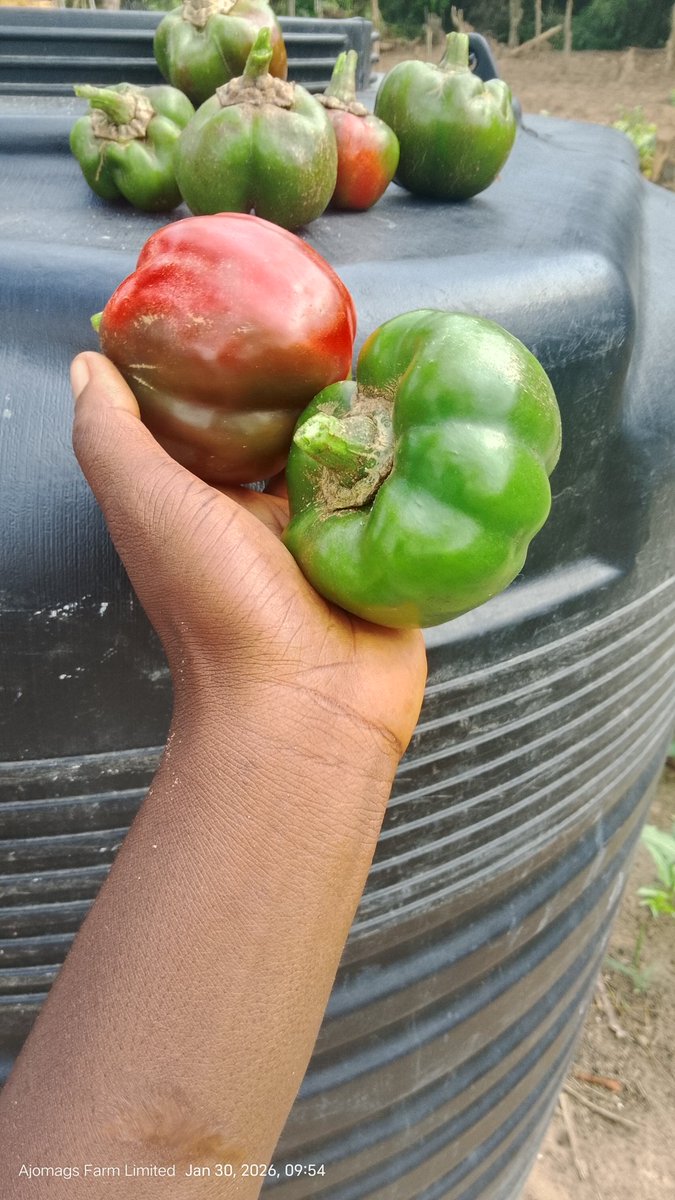 Farmer Aritetsoma Joy Opuro tweet media