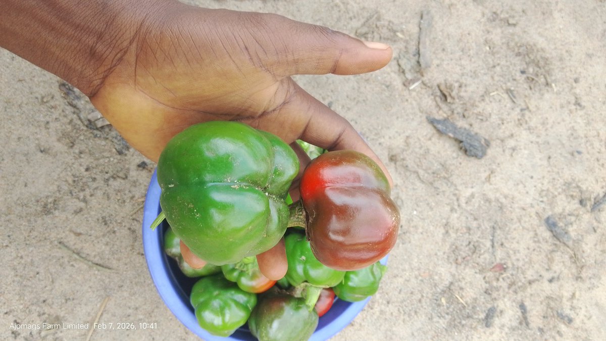 Farmer Aritetsoma Joy Opuro tweet media