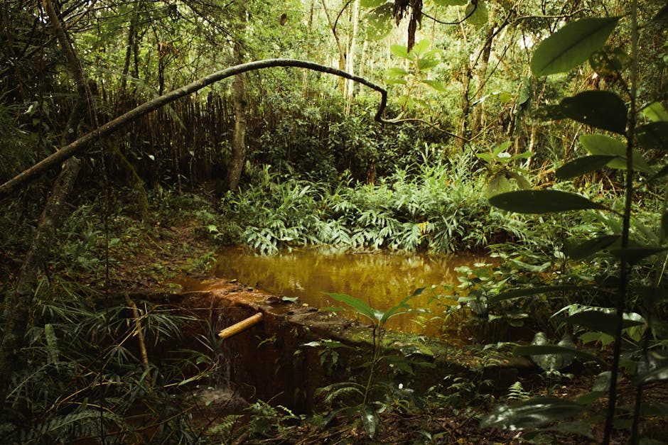 NatureABC_'s tweet photo. Here's a Twitter post based on the provided story:

"Did you know 1 tree can support 1,000 species? Every small action counts in preserving biodiversity! What will YOU do to help? Share your eco-friendly idea! #BiodiversityMatters #GoGreen #Sustainability" https://t.co/qDGAzhH7LG