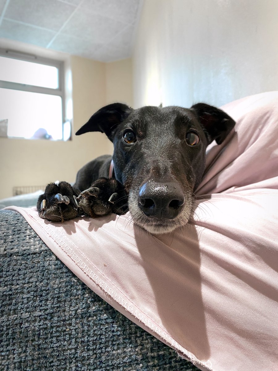 DT_Darlington's tweet image. It's a snuggly, snoozy, sofa, kinda Sunday today 🛋️💤

Oliver 🖤
dogstrust.org.uk/rehoming/dogs/…

@DogsTrust 
#SnoozySunday #CouchPotato #GreyhoundLife #Greyhound #Adorable #AdoptDontShop
