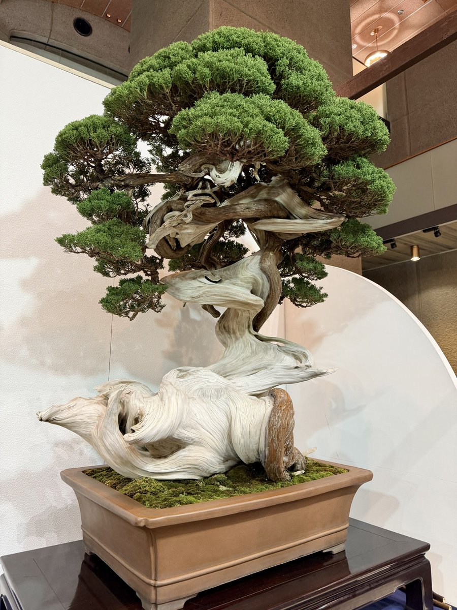 雲海を貫く天空の城みたいですごくカッコよかった
#東京都美術館 #国風盆栽展