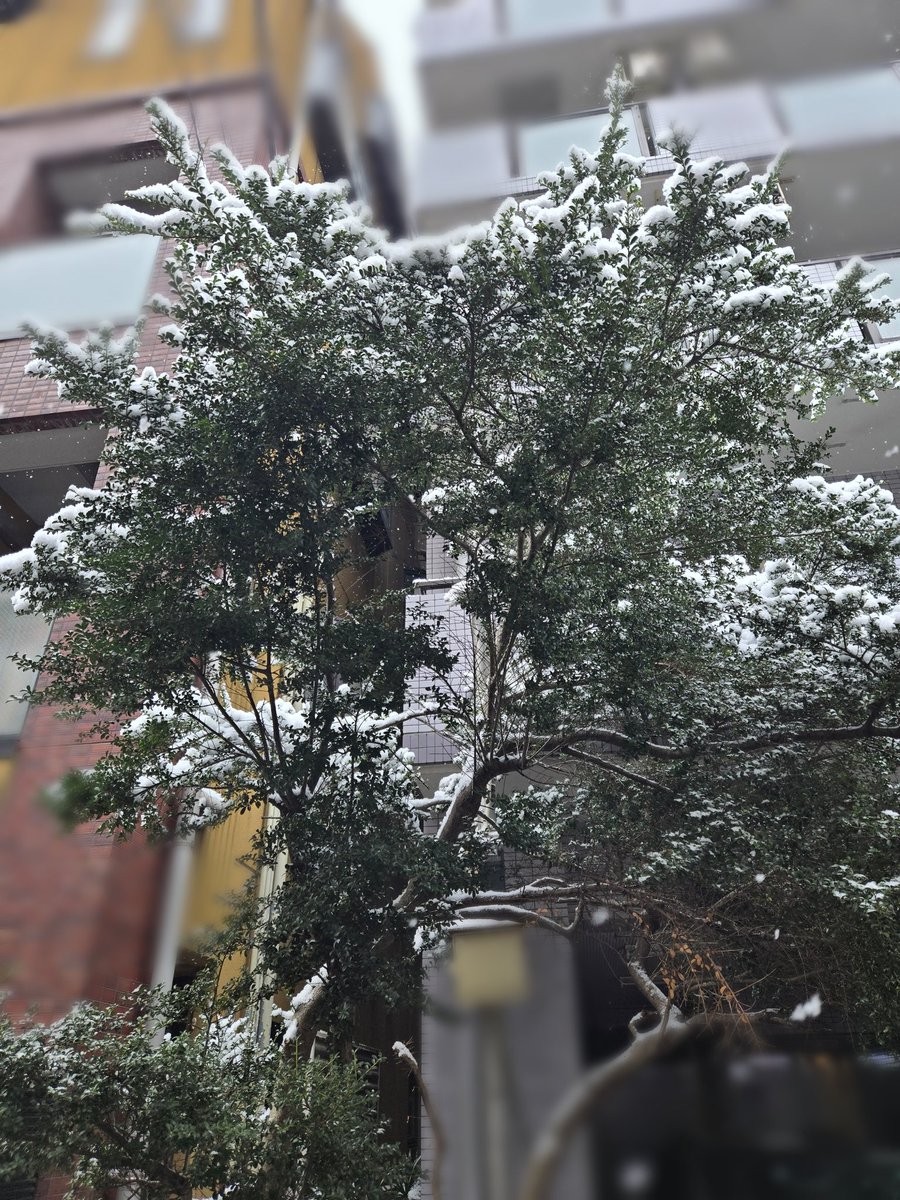 雪が木につもってるのをみるのが好き