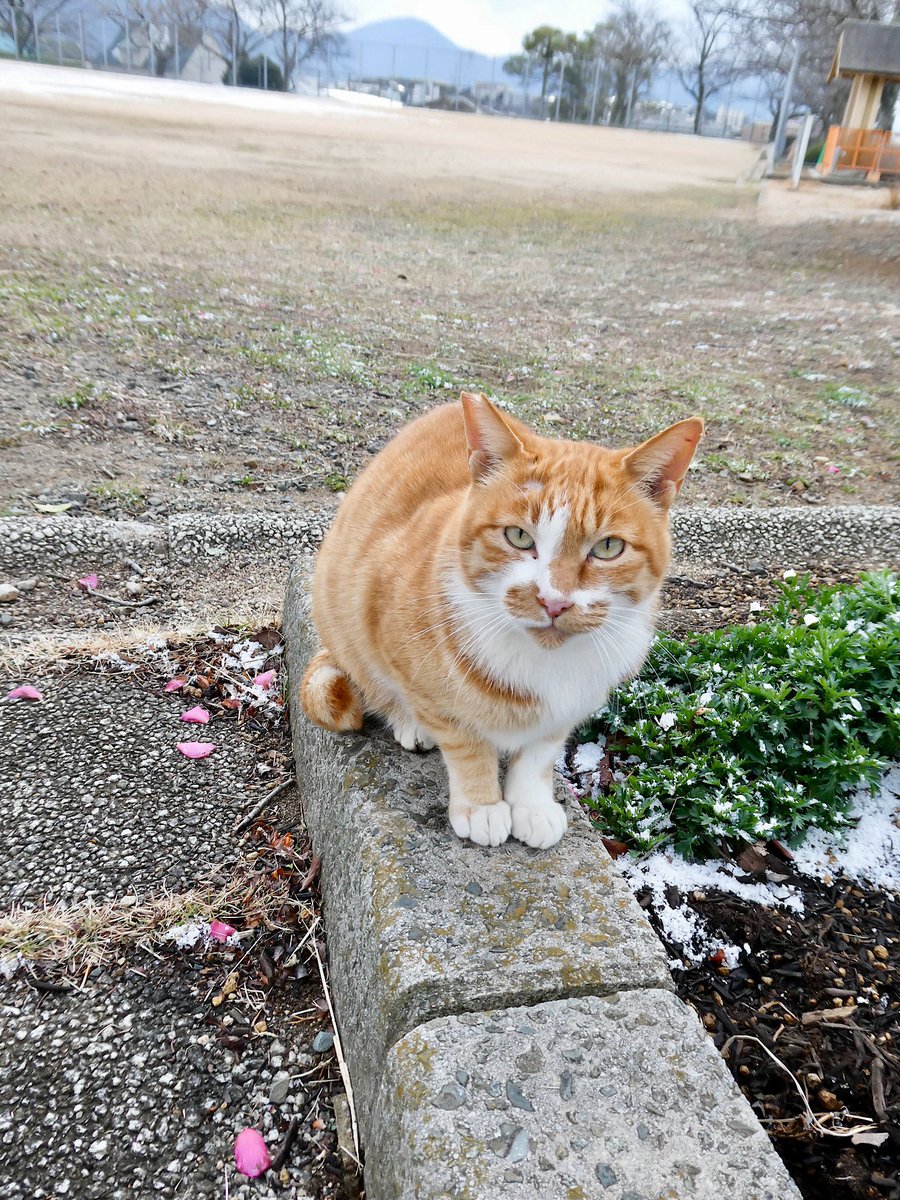 🐈 #猫 #野良猫 #TZ99