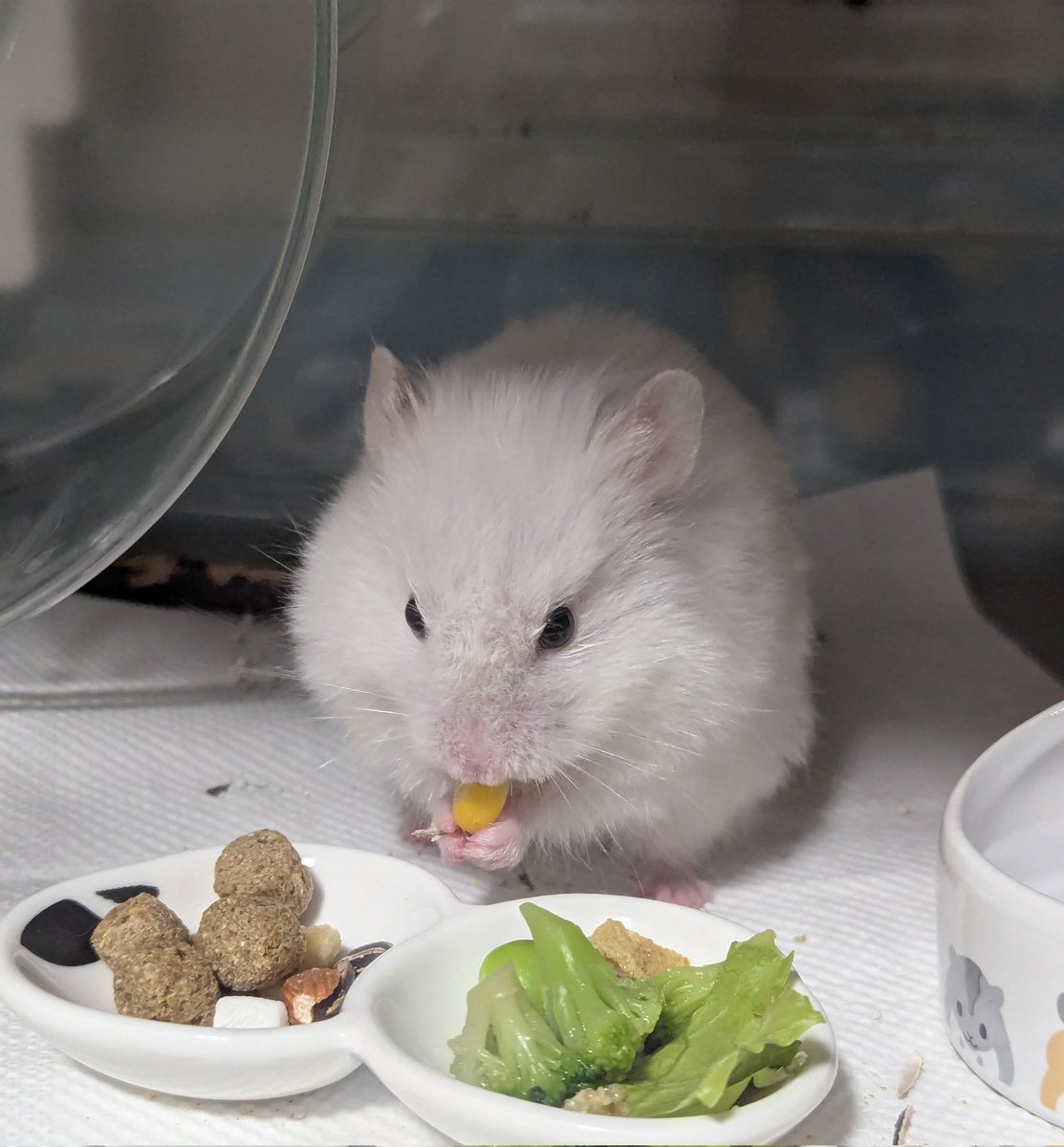 🐹「仕事の後のご飯は
とっても おいしろたん❤」