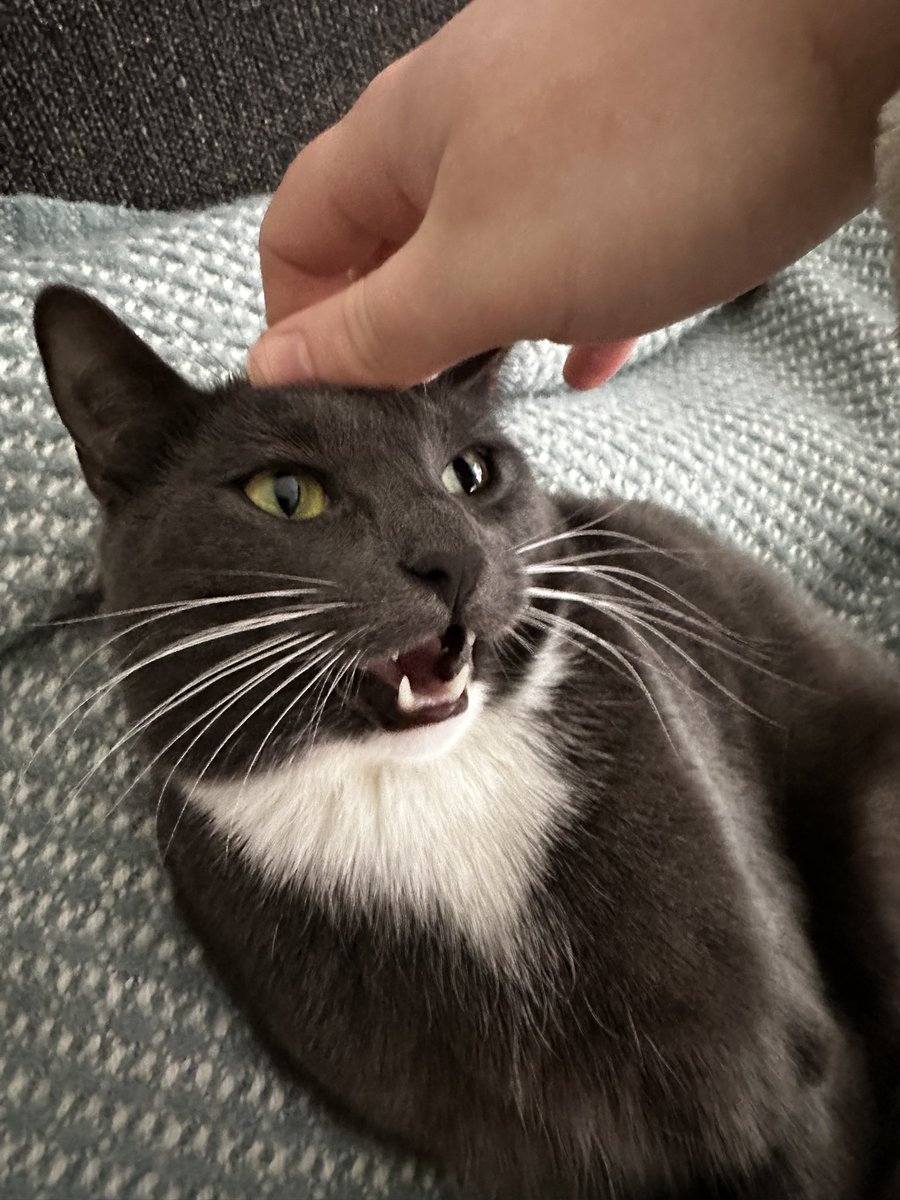 OtterACat's tweet photo. https://t.co/rfGdD06vHp