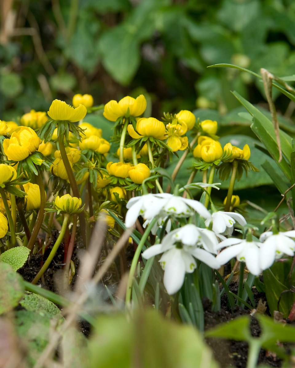 Flowerbulbs.com tweet media