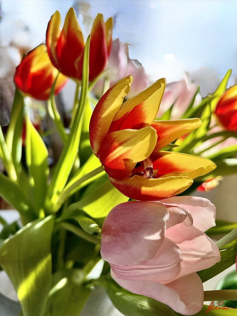 Say it with flowers… Happy Sunday! 💖🌷🌸