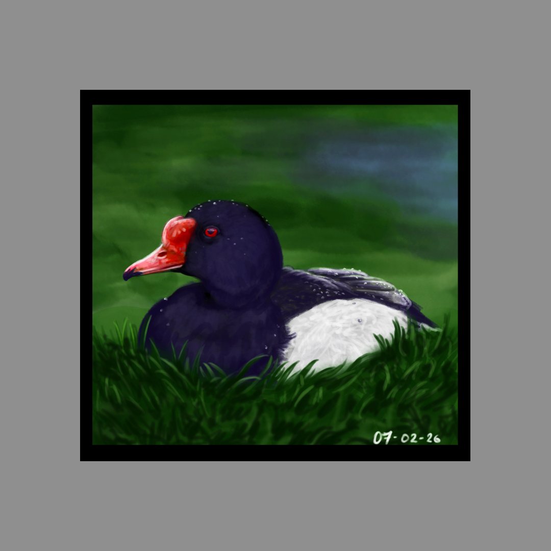 Vulpesartifex tweet media