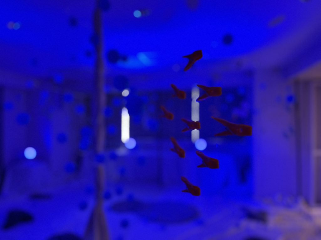 アーツカウンシルさいたま主催のベイビーシアターが、雪の影響で中止になりました😿

会場のTOROtoさんに所蔵されていた「海いろの部屋」という本から着想を得たインスタレーション。

今回は会場が海の中になっていたんだ。

またどこかの部屋で。
#tormansion
#アーツカウンシルさいたま