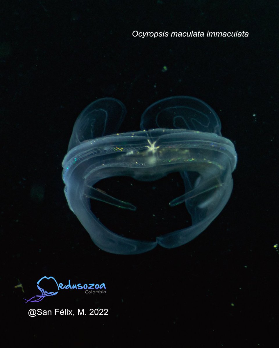 New check-list reveals 6 new records of #ctenophores in Colombia’s Caribbean and Pacific, documented through photography during a <a href="/NG_PristineSeas/">National Geographic Pristine Seas</a> expedition in 2022.
raccefyn.co/index.php/racc…
<a href="/chris_aorita/">Cris Cedeño-Posso</a>