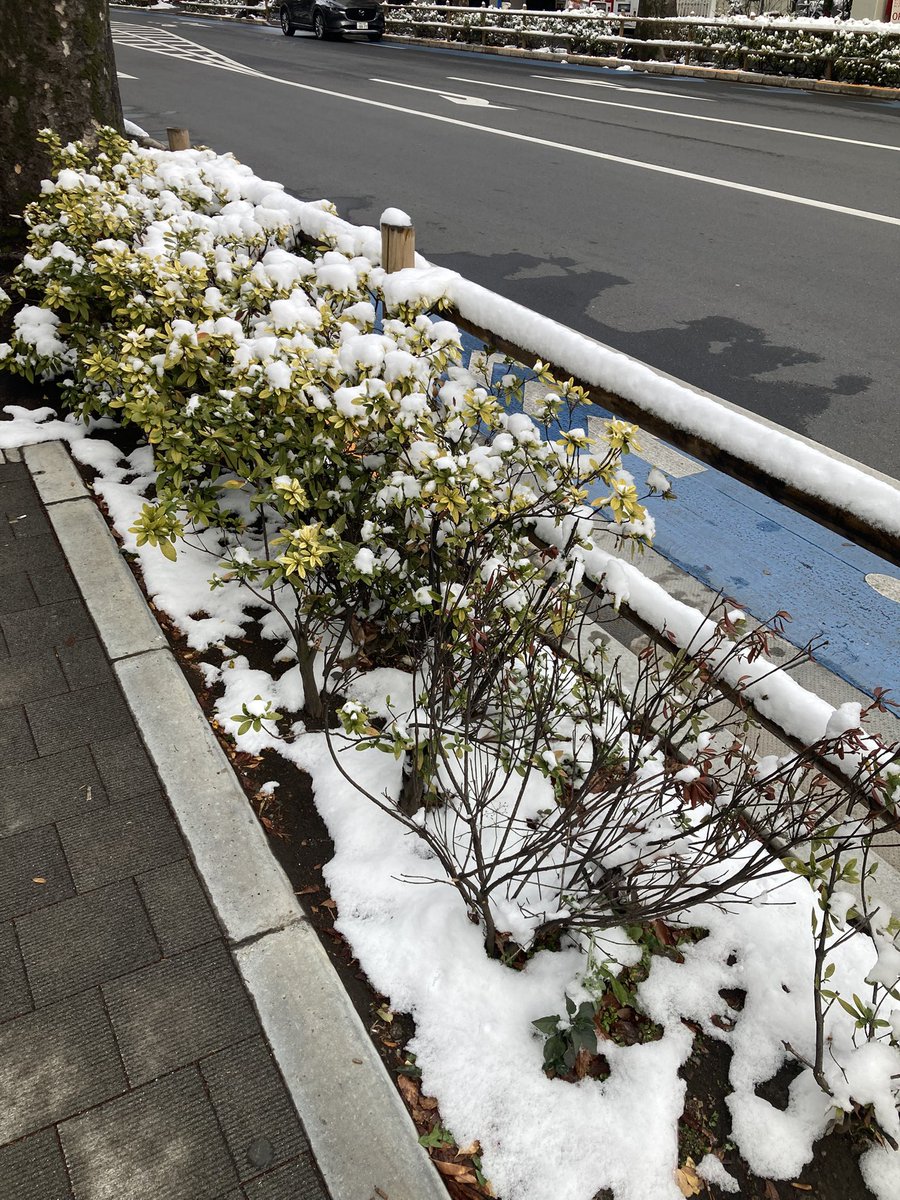 Tsumuri_PR's tweet photo. 皆さんこんばんは⛄️
東京でも雪が積もりましたね🥶

本当は先週が活動日でして・・・
写真を撮り忘れネタを考えていたら1週間経っていました🙇‍♂️

さて写真の通り、次回の演奏会が決定しました！
予定を空けておいていただければ幸いです📯 https://t.co/PiRpmUFsUF