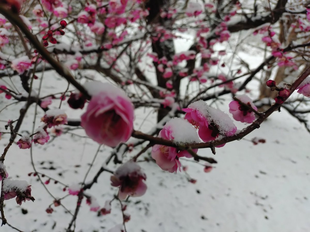 dinosaurmoon's tweet photo. 今日もお疲れ様です❀
紅梅＆雪❄
雪が降ると思わずテンションが
あがってしまう(笑)
皆々様、怪我なく
お気をつけてください。

雪に埋もれ
今宵も
あなたをさがす
夜空をながめ
寒さも忘れて

#紅梅　#雪　#月 https://t.co/FWTVyHb6NB