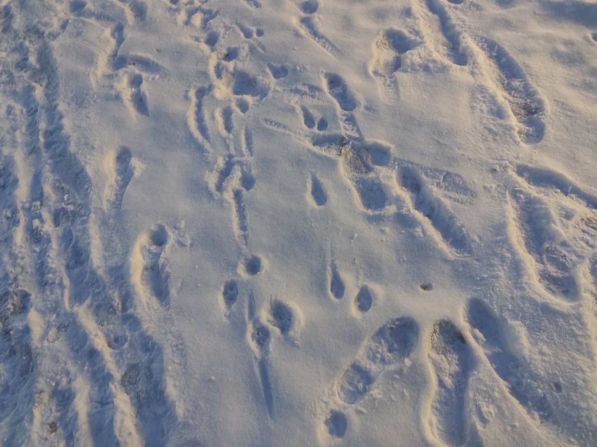 - Dolina, dolina, na dolinie turnia, 
syćko mi tego zol, zem kochała durnia🎶
(J. Ciechanowska, A.Czarnowski "Tatrzańskie lata")
Przyśpiewkę należy wykonywać na hali lub pod prysznicem, improwizując kolejne zwrotki.