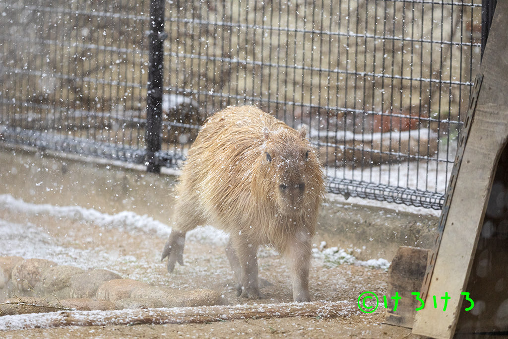 今日はこのへんで。寒がらずにはしゃいでいたあさひちゃんで