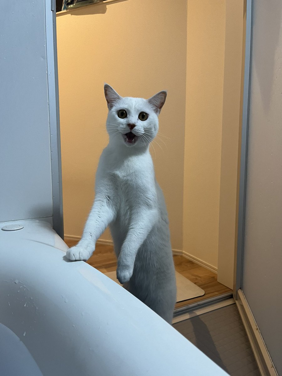 ニャーーーーーーーーーー！！！！！！