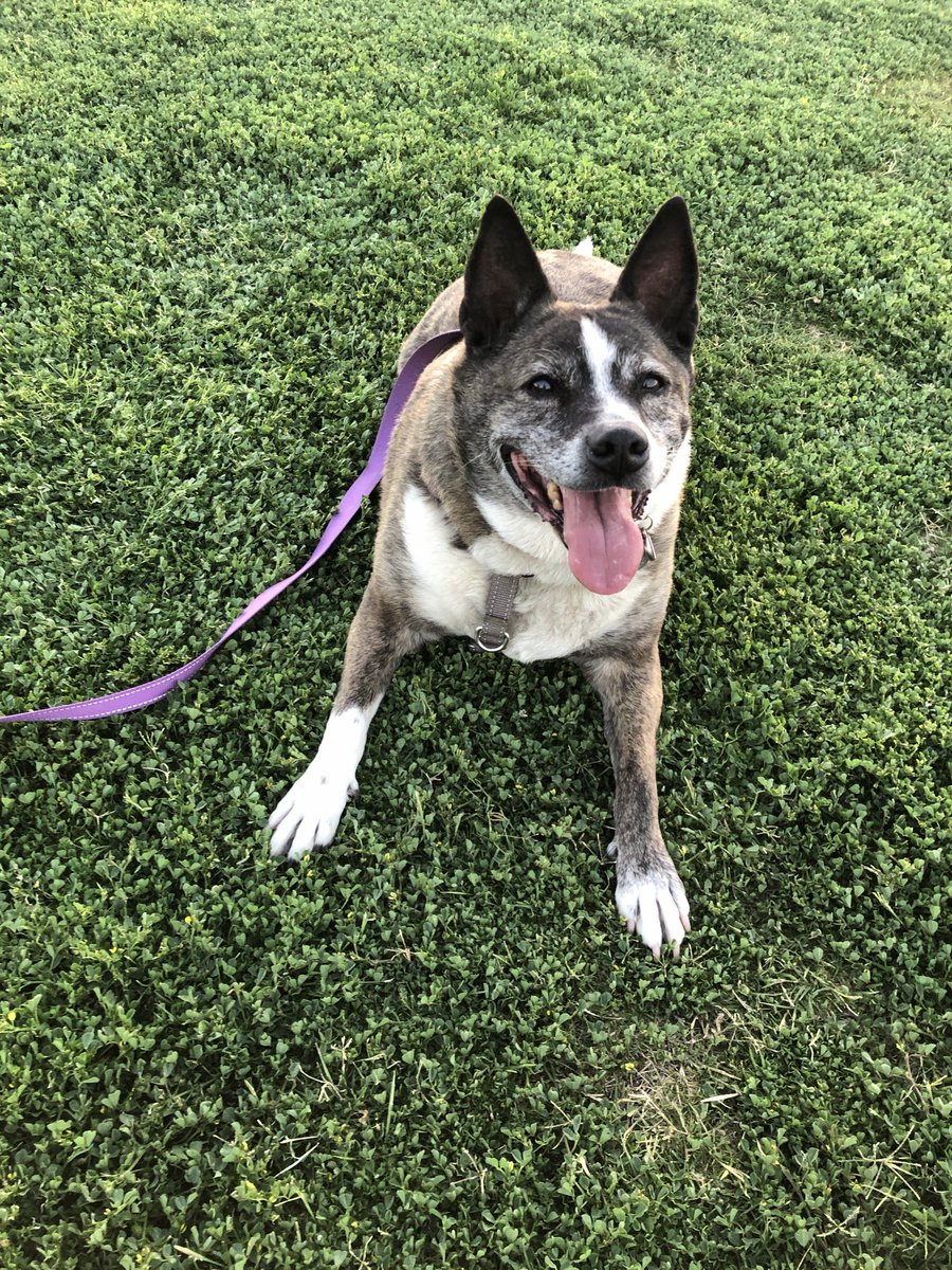 barbie_s48's tweet photo. @NiallHarbison This is my rescue girl Ellie. She was about 7 when I got her in 2019. Sadly, she passed last month &amp; I am still devastated. I miss you sweet Ellie 😢 https://t.co/B5eHP3EQAg