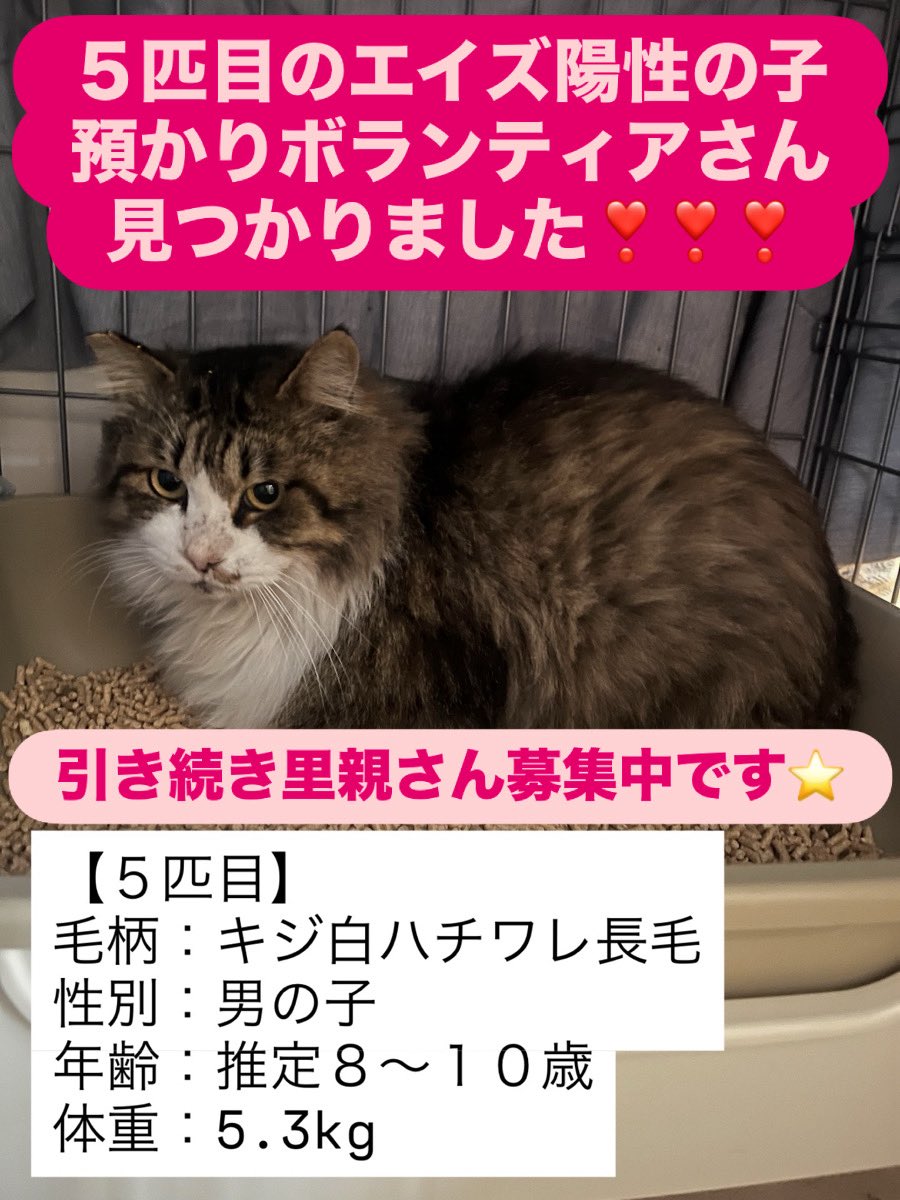 本日、朝の嬉しい出来事に続き またまた嬉しいことが😭 TNR依頼現場
