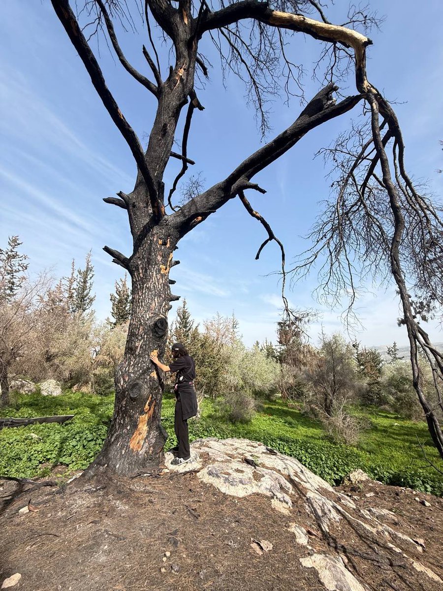 algoldenberga's tweet image. А вообще, изучил живой - сгоревший год назад лес, потрогал деревья И ПОВАЛЯЛСЯ В АНЕМОНАХ ВЕСНА ВАШУ МАТЬ ВЕСНААААА