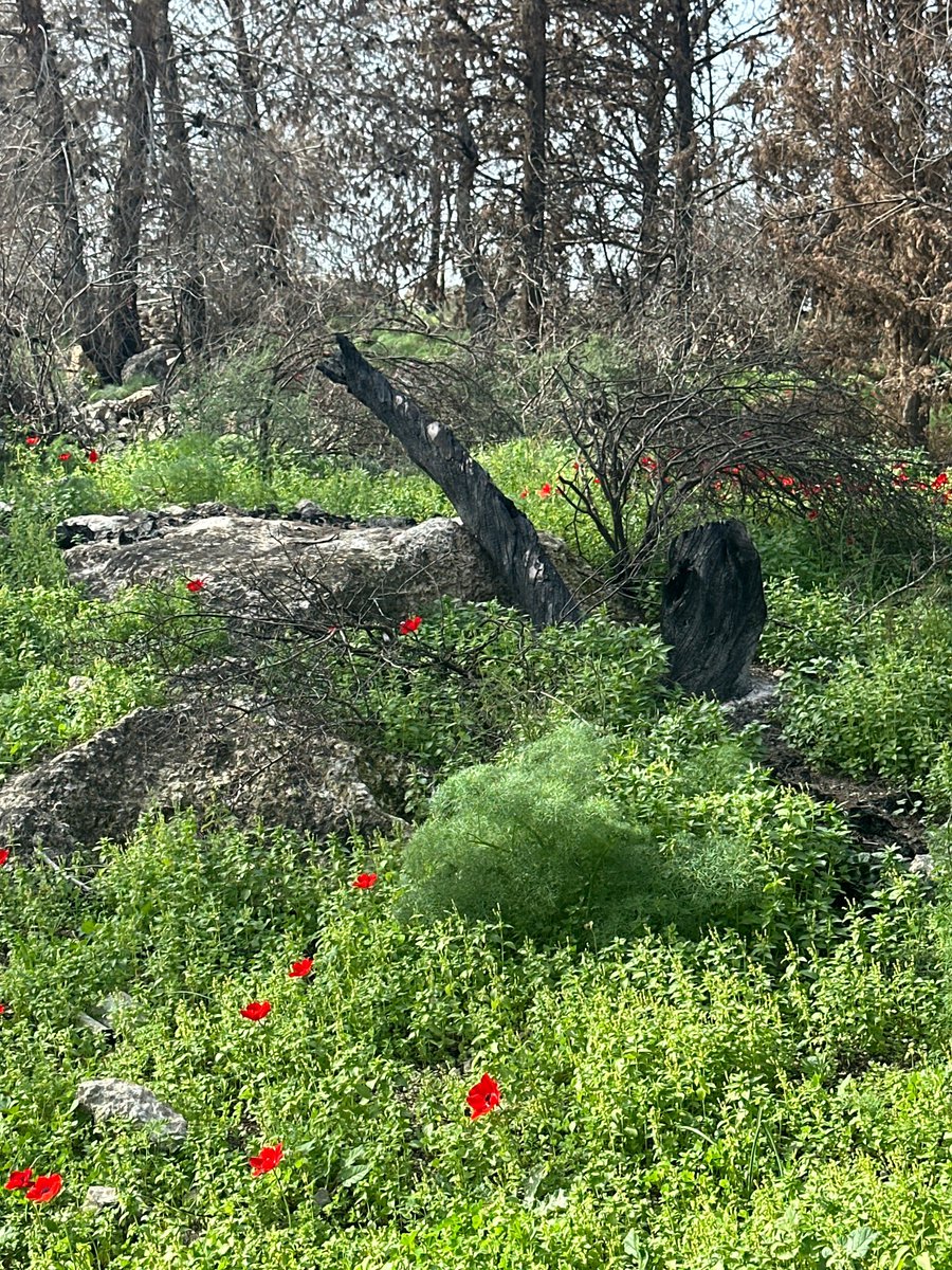 algoldenberga's tweet image. А вообще, изучил живой - сгоревший год назад лес, потрогал деревья И ПОВАЛЯЛСЯ В АНЕМОНАХ ВЕСНА ВАШУ МАТЬ ВЕСНААААА