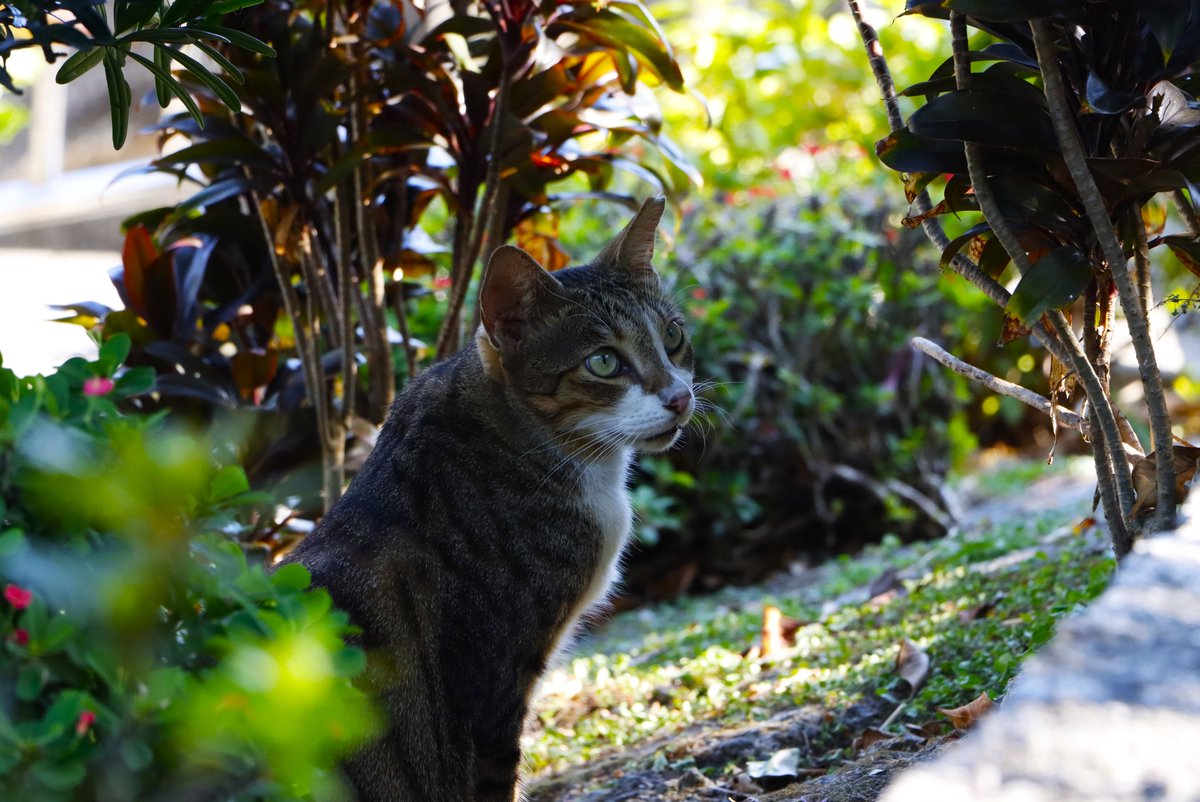 北極星🌟&風鈴草🍀 葉紫 tweet media