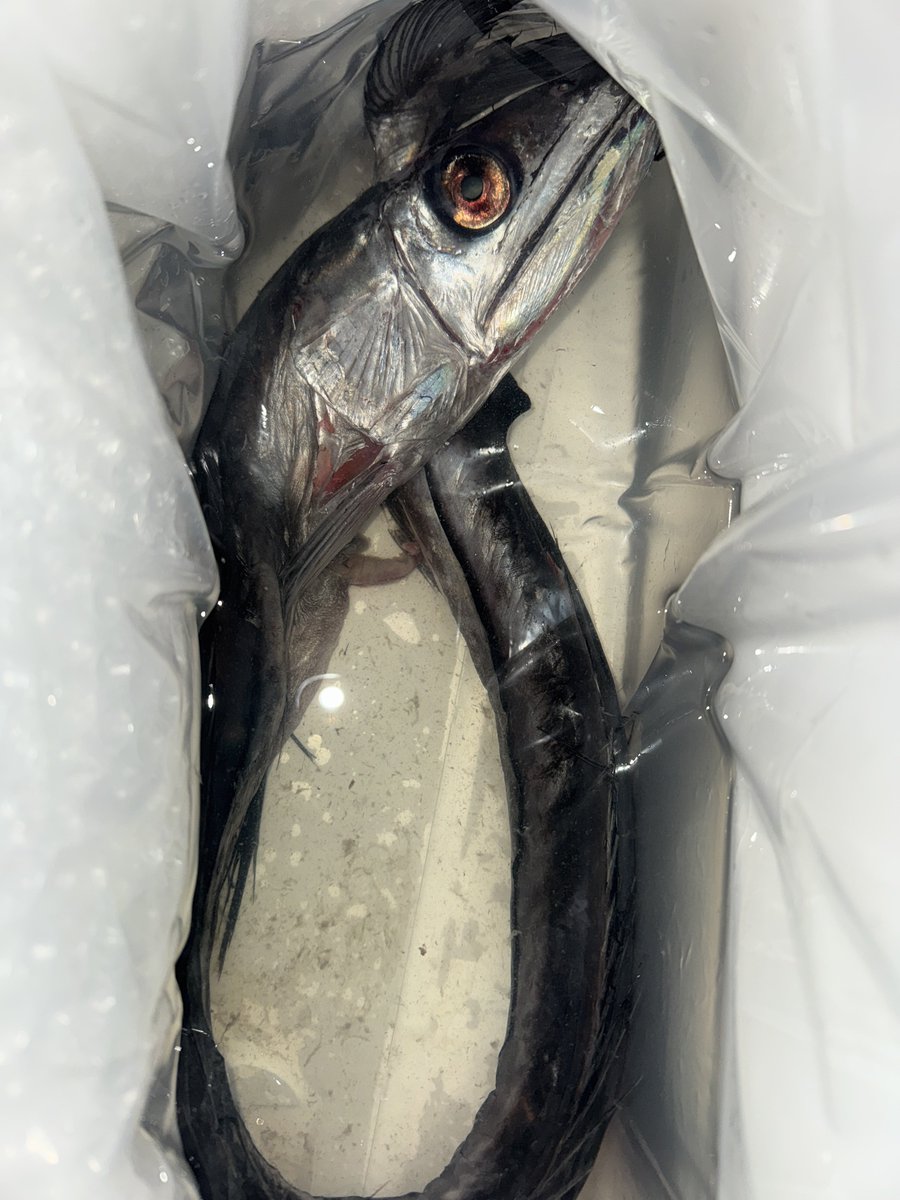 最初に採取した『ミズウオ』は念願の全身 液浸標本にします