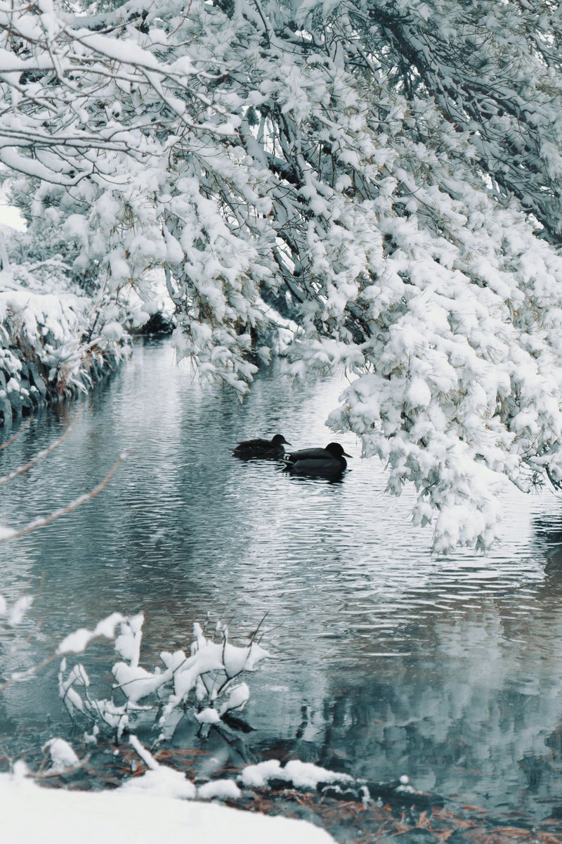 44taka's tweet photo. 宝ヶ池
LUMIXS5M2X Dramatic BlackWalker
#京都雪 https://t.co/peKu89LcCT